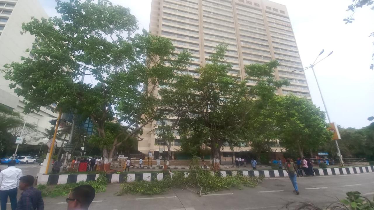 Trees lay on the road along Marine Drive in Mumbai ahead of Indian cricket team's parade in Mumbai on Marine Drive