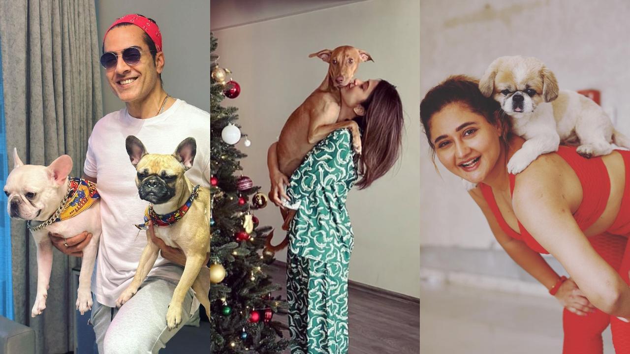 TV actors and their furry friends