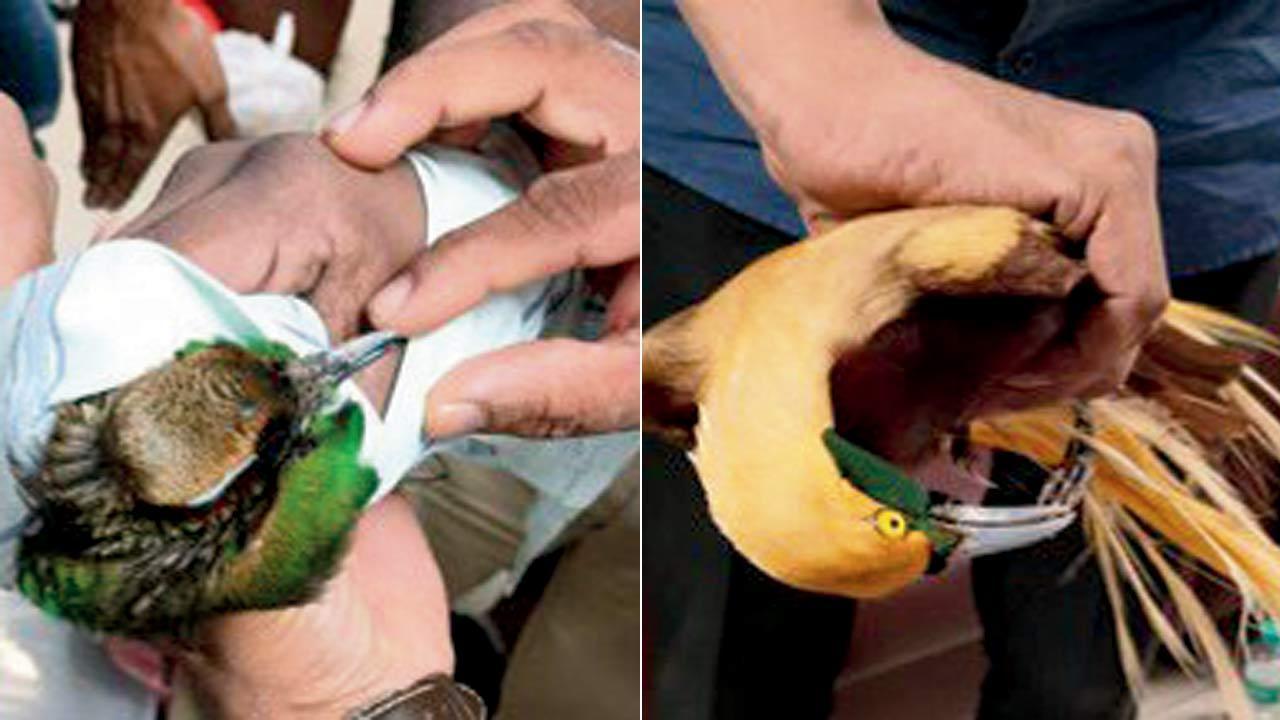Mumbai: Rare birds seized from air passenger