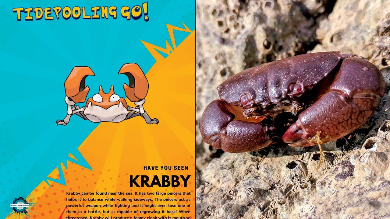 Hop onto this Pokémon-themed exploration of Mumbai’s thriving marine life