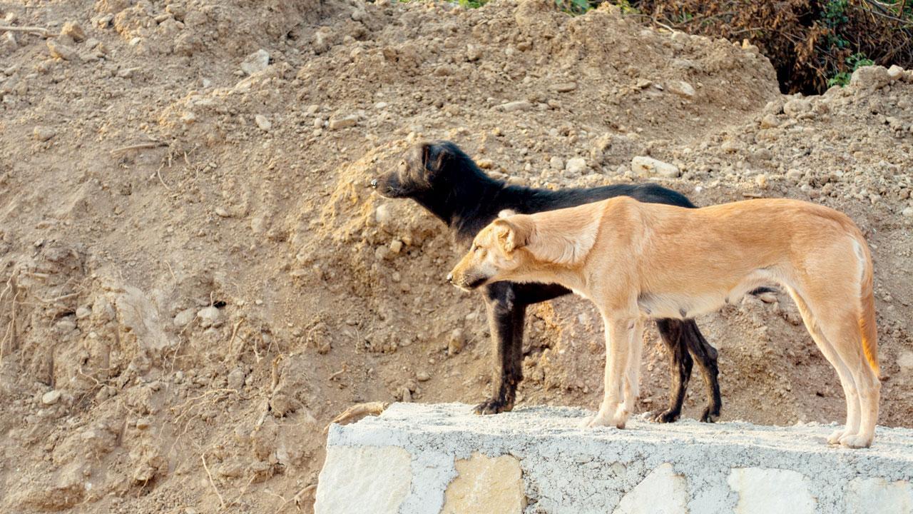 Thane: 249 dog-bite cases seen in Bhiwandi in two days