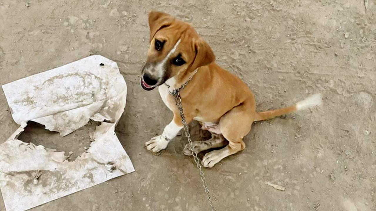 Animal lovers were barred from feeding these dogs