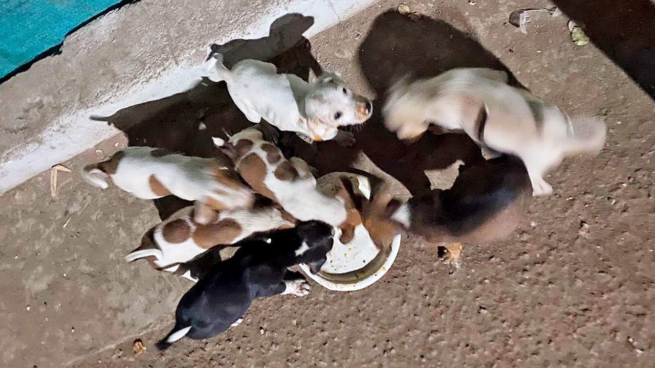 Mumbai: Security guard, NESCO employee booked for deaths of 26 stray dogs