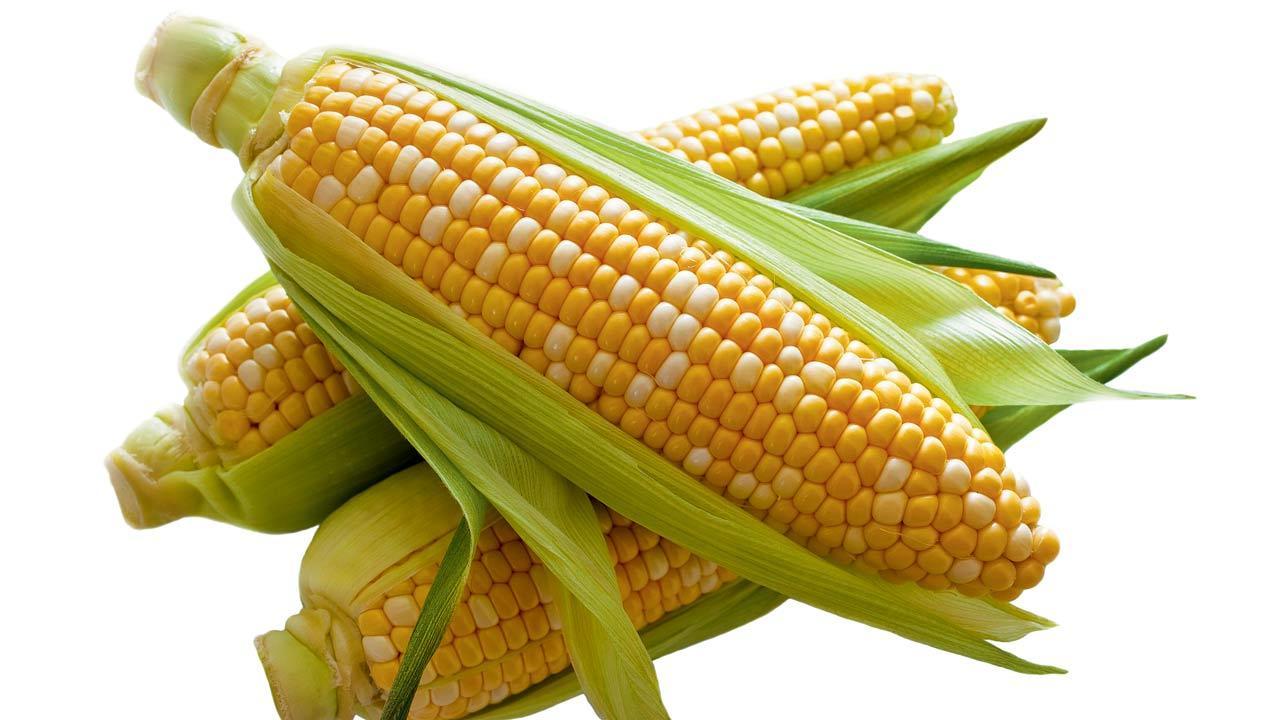 Monsoon snack: Check out hot tips and finger-licking recipes for corn