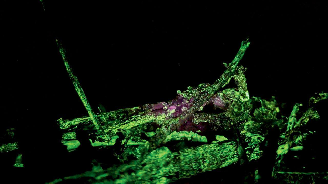 Maharashtra: Matheran’s twigs light up in a bioluminescence show