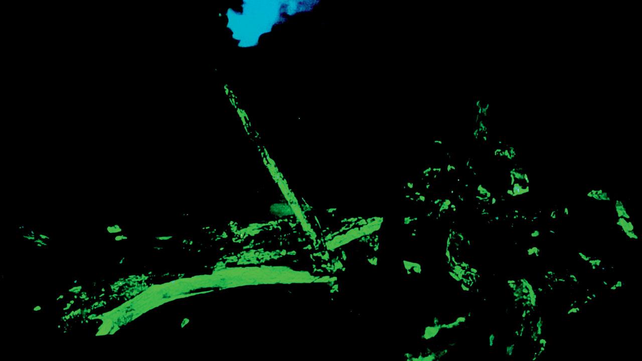 Glowing twigs. Pic/Kunal Chaudhari