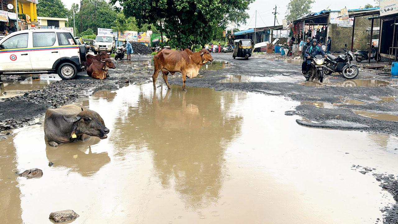 A buffalo wallows in water collected in a huge pothole in Naigaon