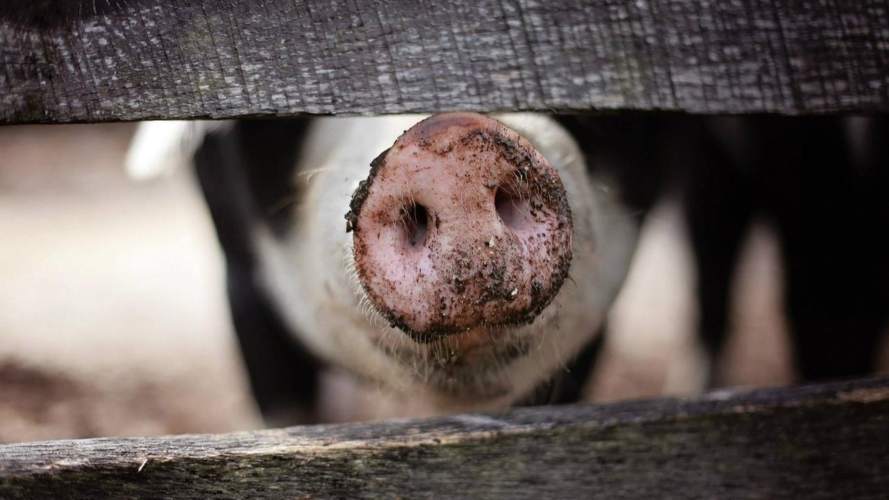 Not all animal diseases are zoonotic: Animal Husbandry department