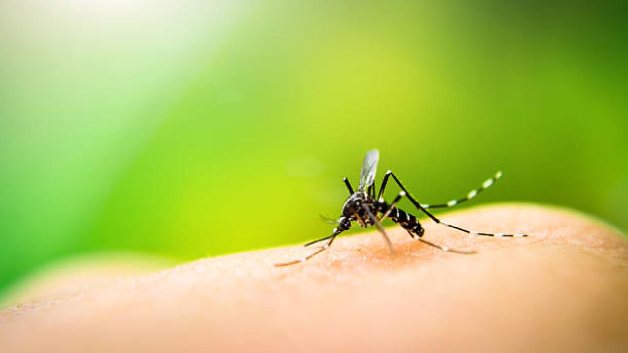 Surging dengue cases in Karnataka, BJP urges Cong govt to declare emergency