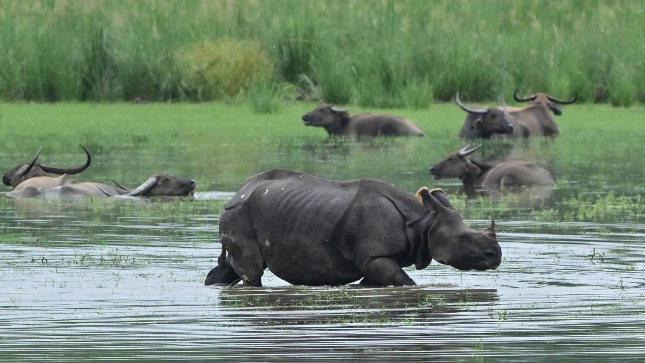 The Brahmaputra was flowing above the danger level at Nematighat, Tezpur and Dhubri, while the Burhidihing was over the red mark in Khowang, Disang in Nanglamuraghat and Kushiyara in Karimganj