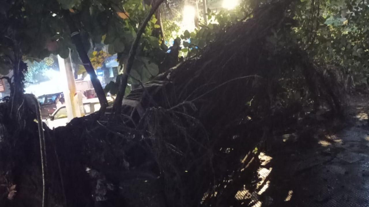 Mumbai: Old banyan tree uprooted in Kandivali amid heavy rains
