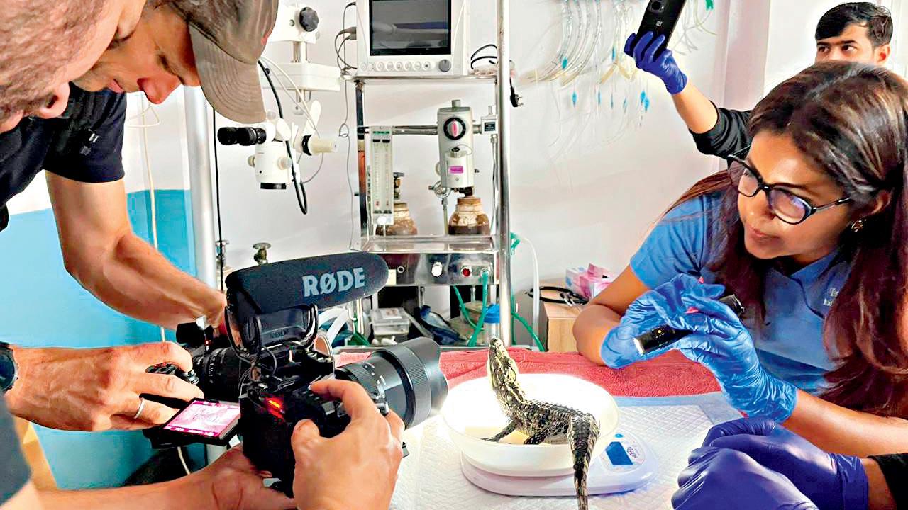 A rescued crocodile 