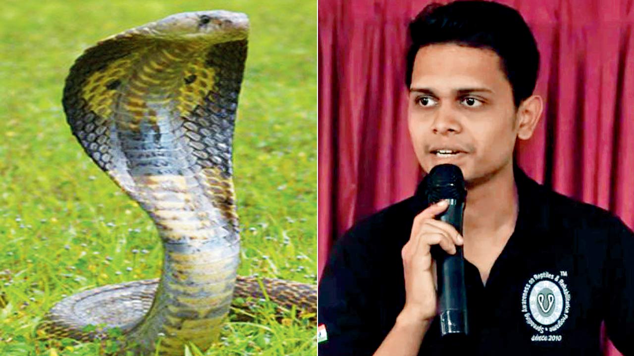 Spectacled cobra; (right) Pankaj Jadhav