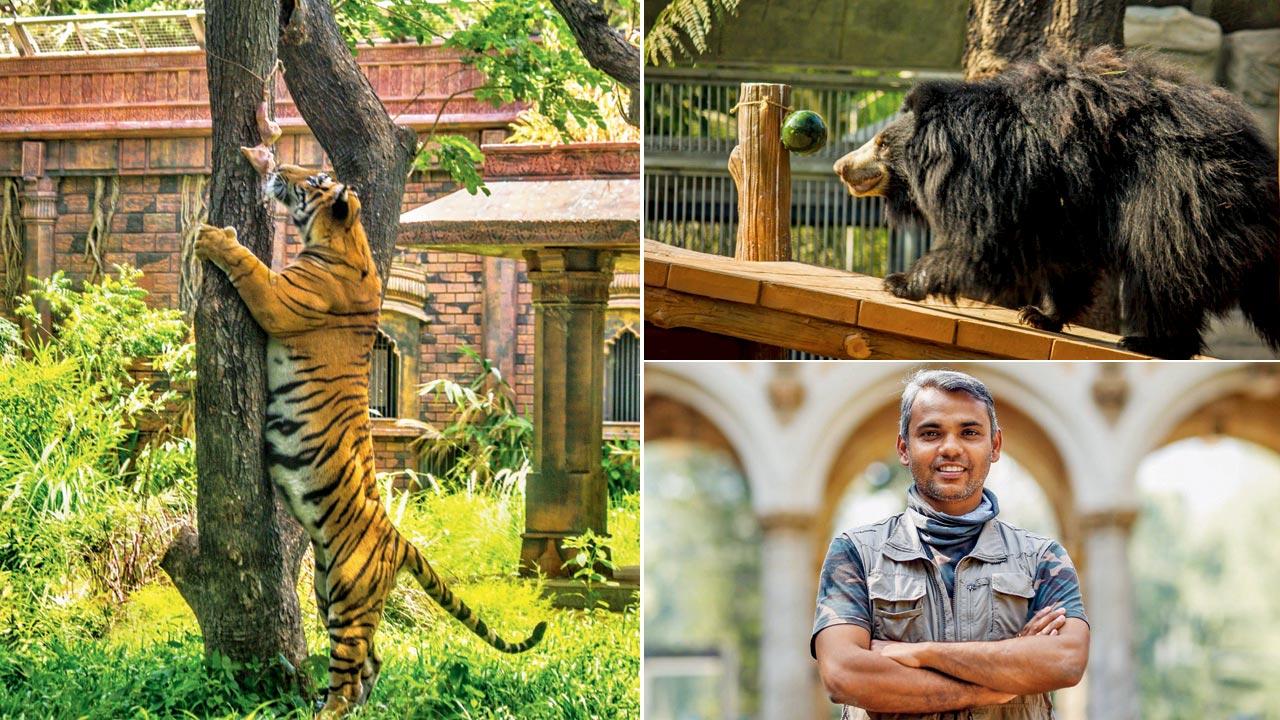 Animals like the tiger and bear engage in sensory and cognitive enrichment activities weekly at the zoo. (Pics Courtesy/The Mumbai Zoo); Dr Abhishek Satam