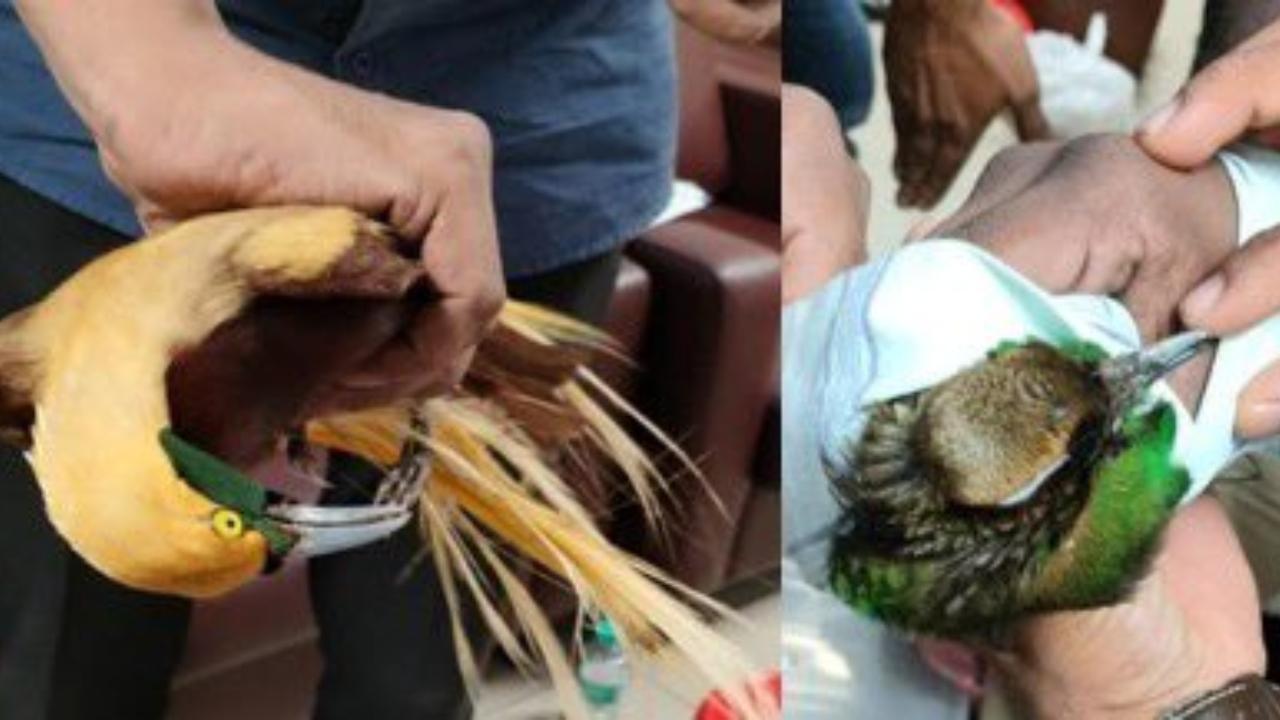 Mumbai: Exotic birds, monkeys smuggled from Thailand seized at CSMIA
