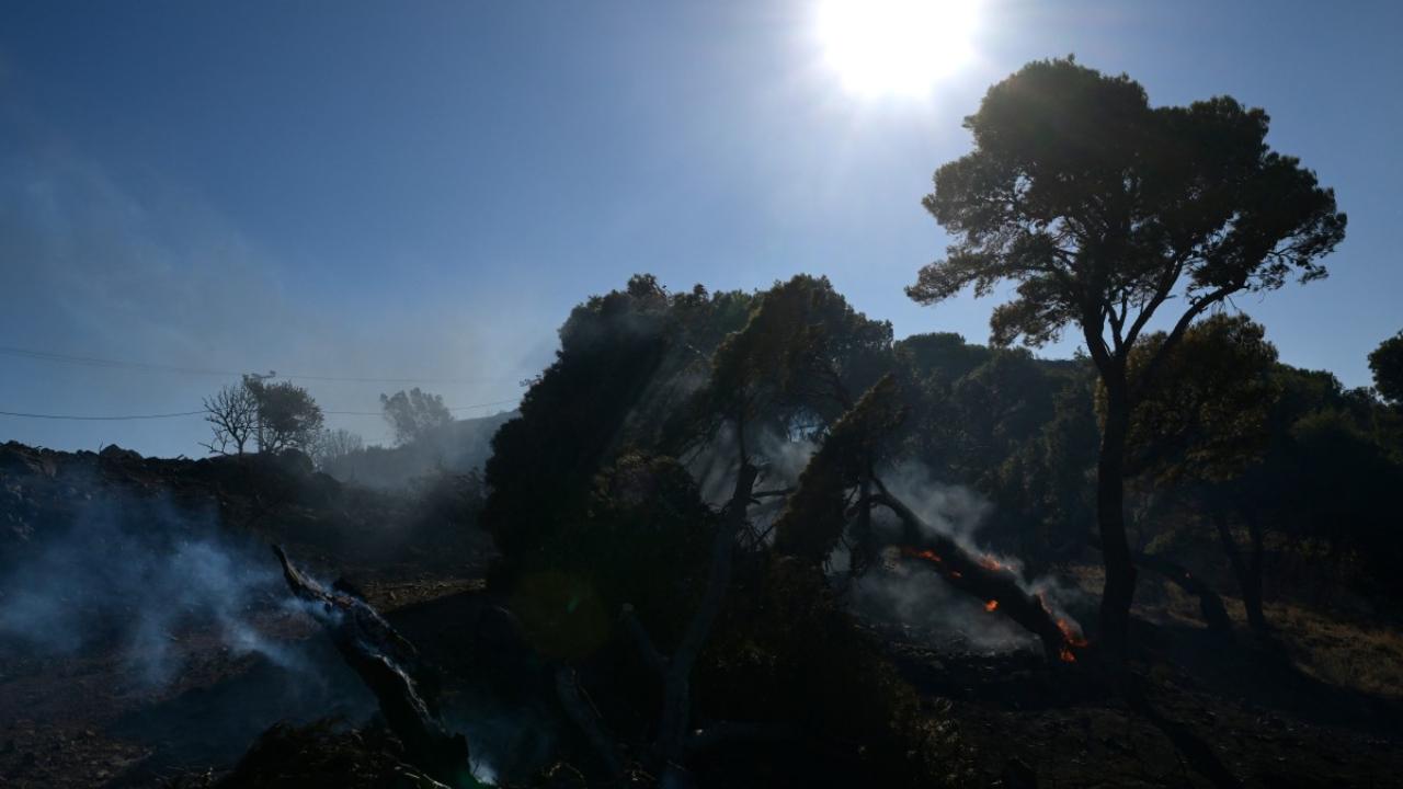 Trees also fell down as smoke rose after the wildfire.