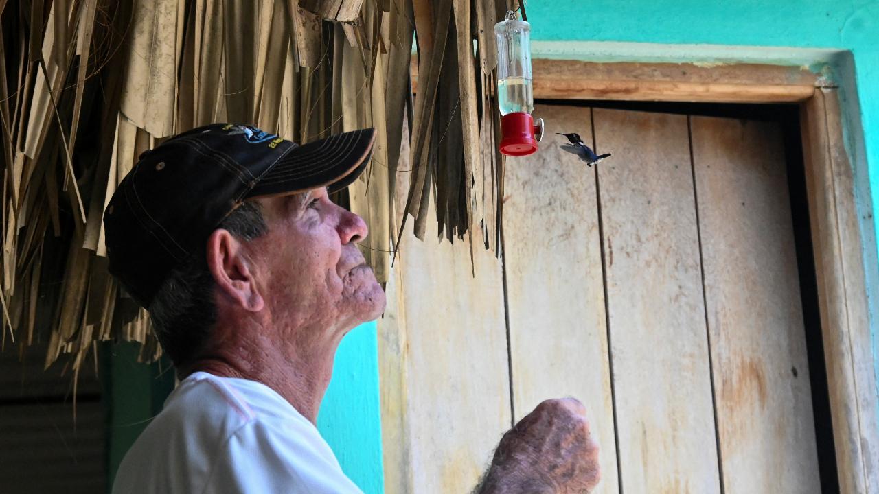 Bernabe Hernández looks at a Zunzuncito hummingbird (Mellisuga helenae) feeding in his backyard
In Palpite, in the southwest of the country, Bernabe Hernandez, 75, has turned his garden into a paradise for the bitty bird. We never get tired of it. We always discover something new! he said as he watched two of the hummingbirds (Mellisuga helenae) zip towards a hanging water bath.