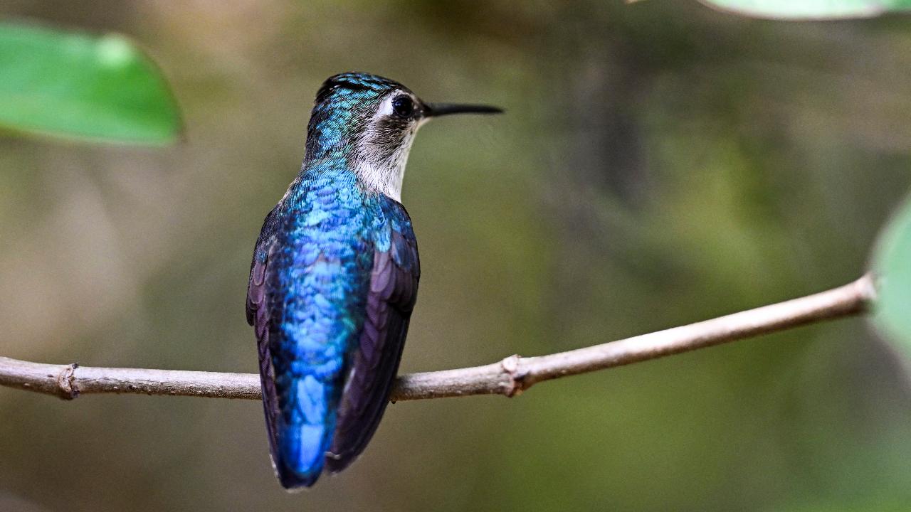 A zunzuncito hummingbird perches on the branch of a bush in the Hummingbird's House
Cubans call them 