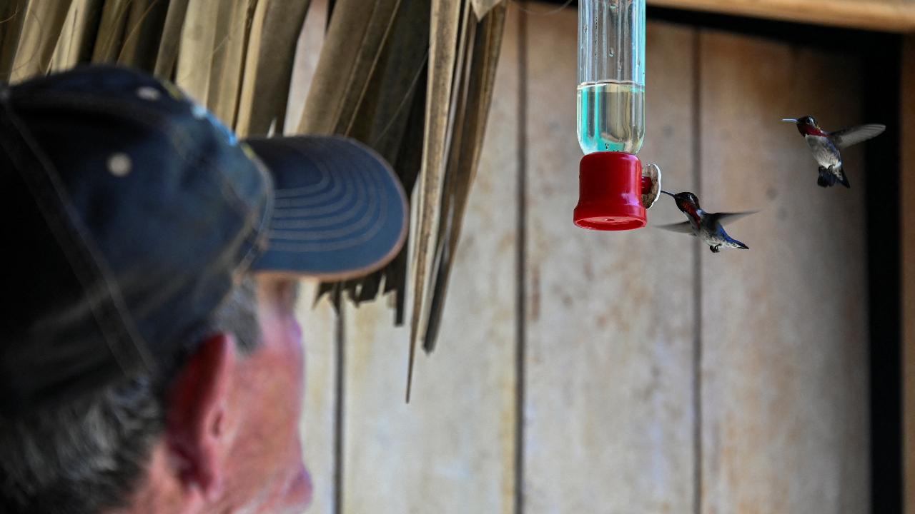 Bernabe Hernández looks at Zunzuncito hummingbirds feeding in his backyard
Hernandez planted a 'ponasi' in his garden, a shrub whose fruit is sought after by birds. He did not know that the shrub's flowers were a delicacy for bee hummingbirds, who quickly flocked to his garden, which also boasts mango, guava and avocado trees. 