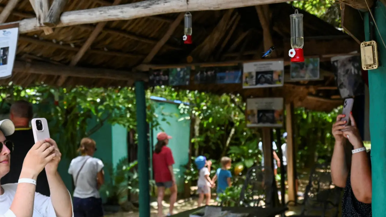 Tourists take photos of a Zunzuncito hummingbird in the Hummingbird's House
Another hummingbird, the Cuban Emerald, which measures up to 10 centimeters, also frequents the garden, which was opened to tourists in 2003 and is now known as 