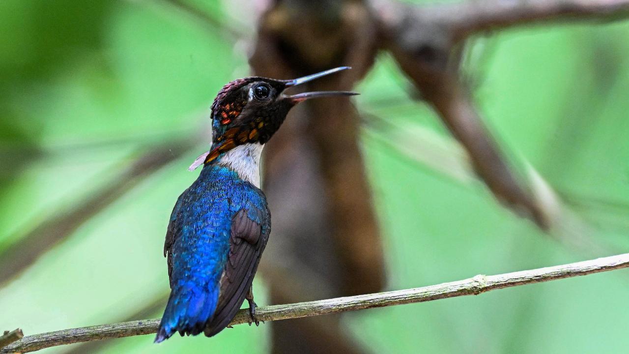 IN PHOTOS: World’s tiniest bird finds haven in Cuba