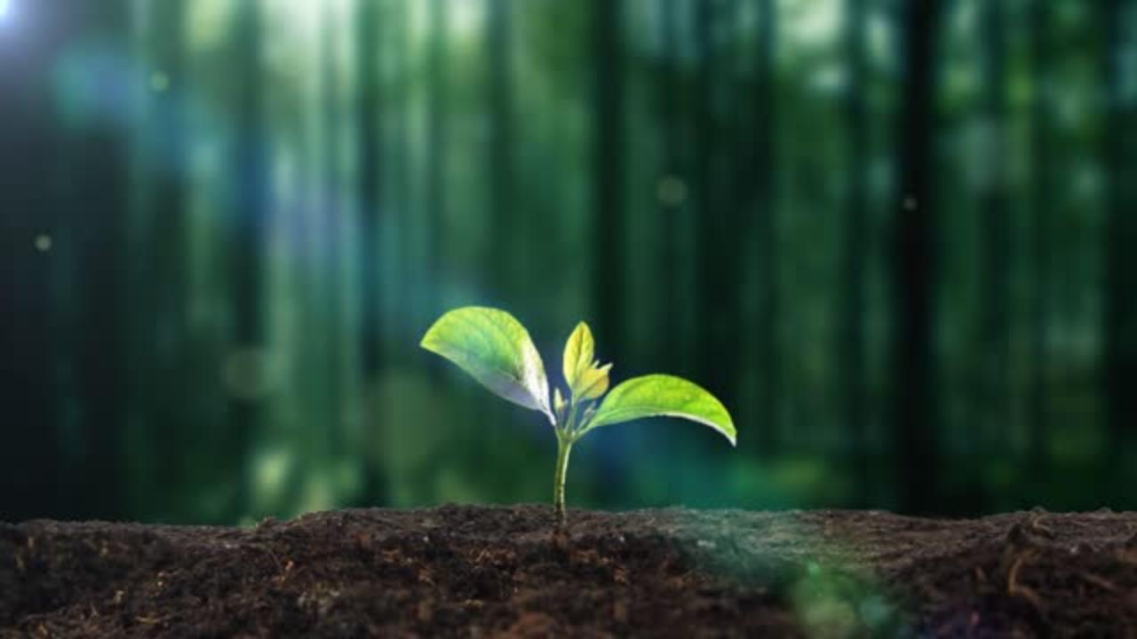 MP's Indore sets world record by planting 11 lakh saplings in one day