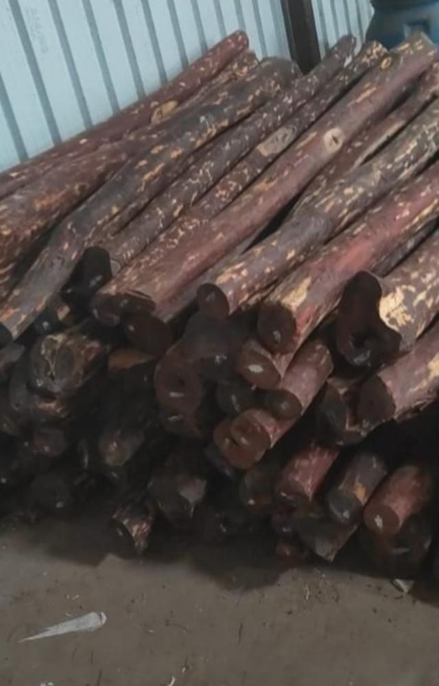 The officers of DRI, Mumbai Zonal Unit mounted surveillance on a syndicate attempting to smuggle Red Sanders wood out of India