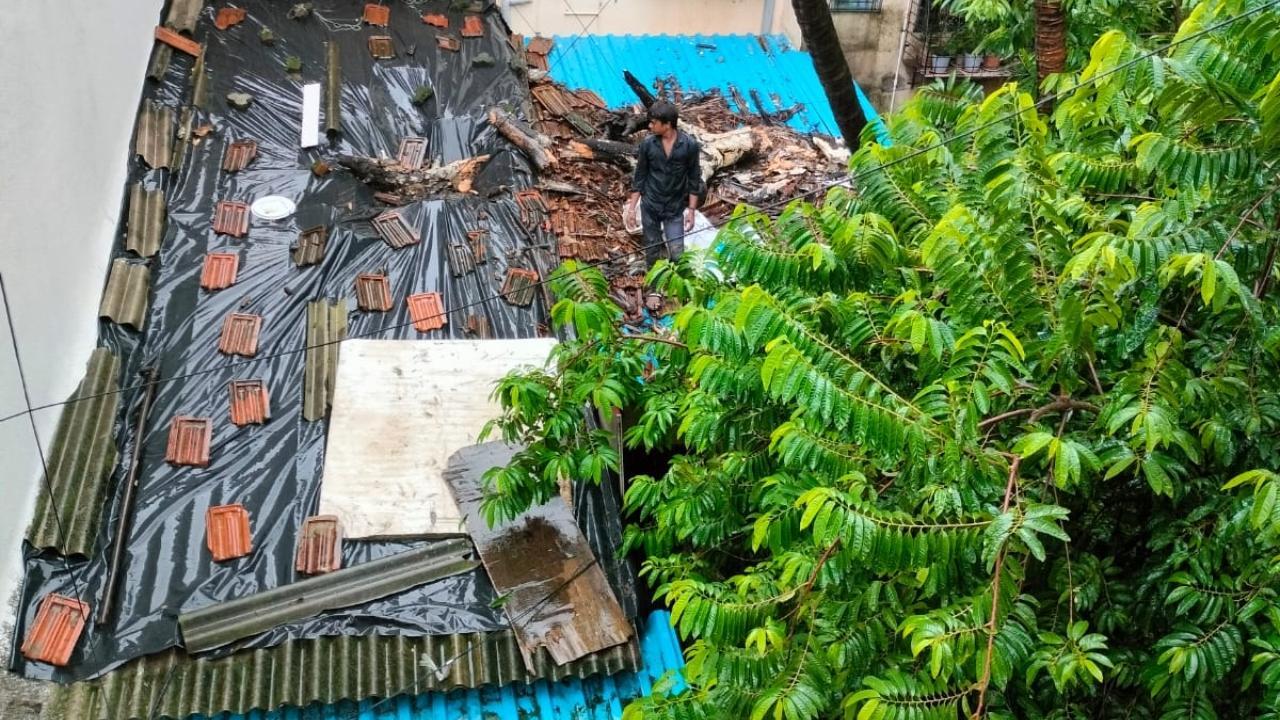 Maharashtra rains: Tree falls on house roof in Thane, no one injured