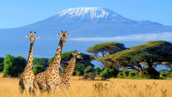 Unveiling the Wild: Everything you need to know before your first safari