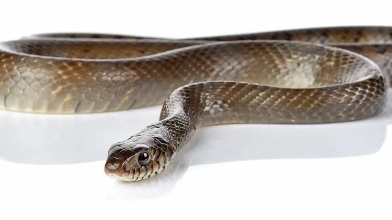 Maharashtra: Dead snake found in mid-day meal packet in Sangli