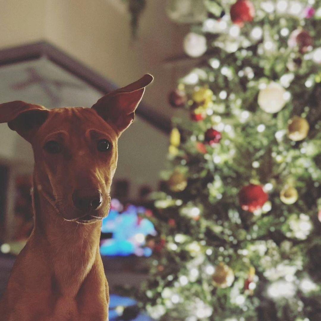 The actress frequently posts pictures with her pet