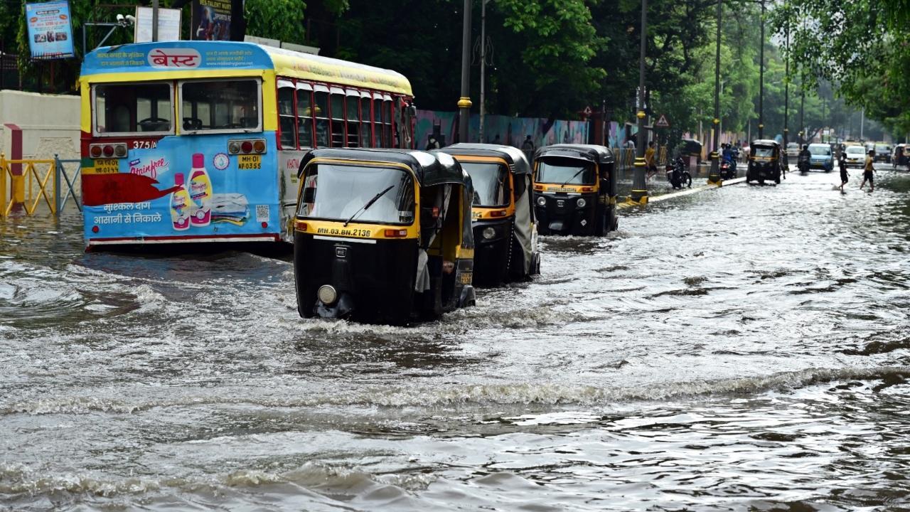 Mumbai rains: More than 30 displaced animals rescued amid rains
