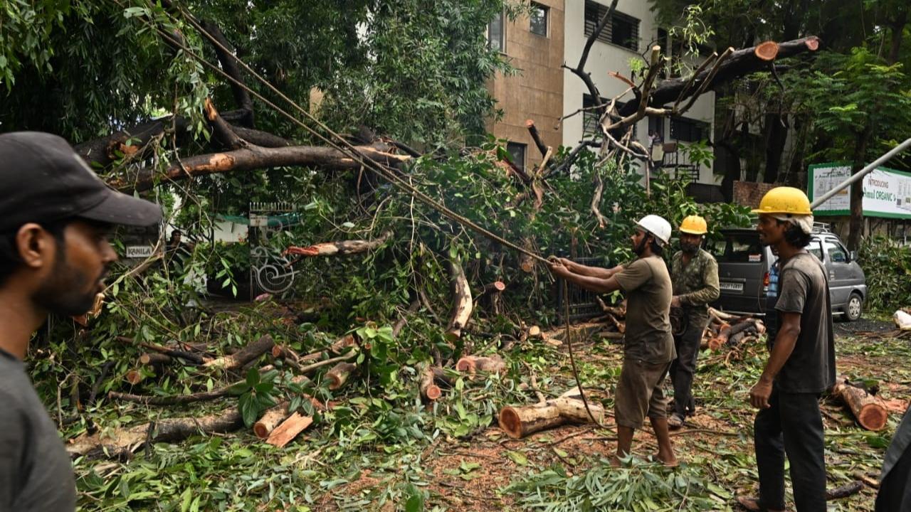 Amid heavy rains, a tree collapsed at SV road in Mumbai's Vile Parle at 11:30 am on Wednesday. Pic/ Anurag Ahire