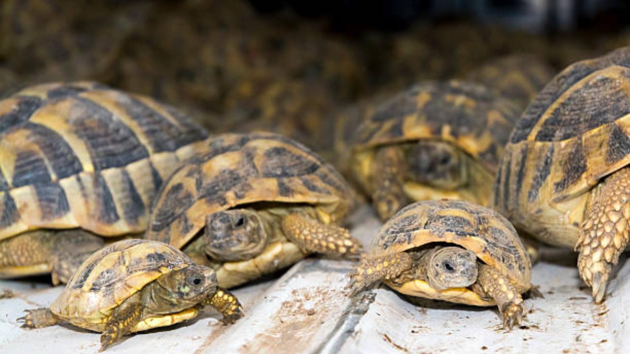 100 live turtles recovered from Ghaziabad, UP police nabs smuggler