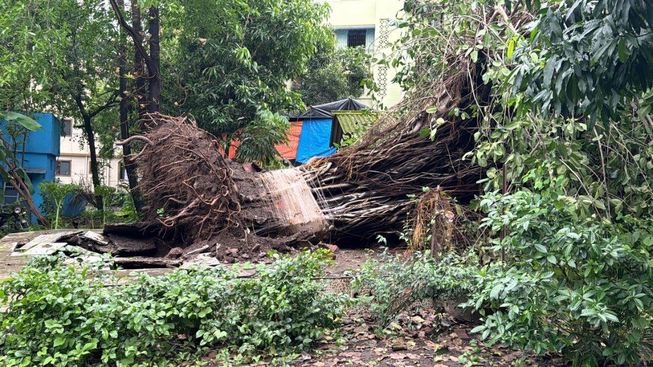 Mumbai: Banyan tree uprooted in Vasai amid heavy rains; damages elderly couple's home