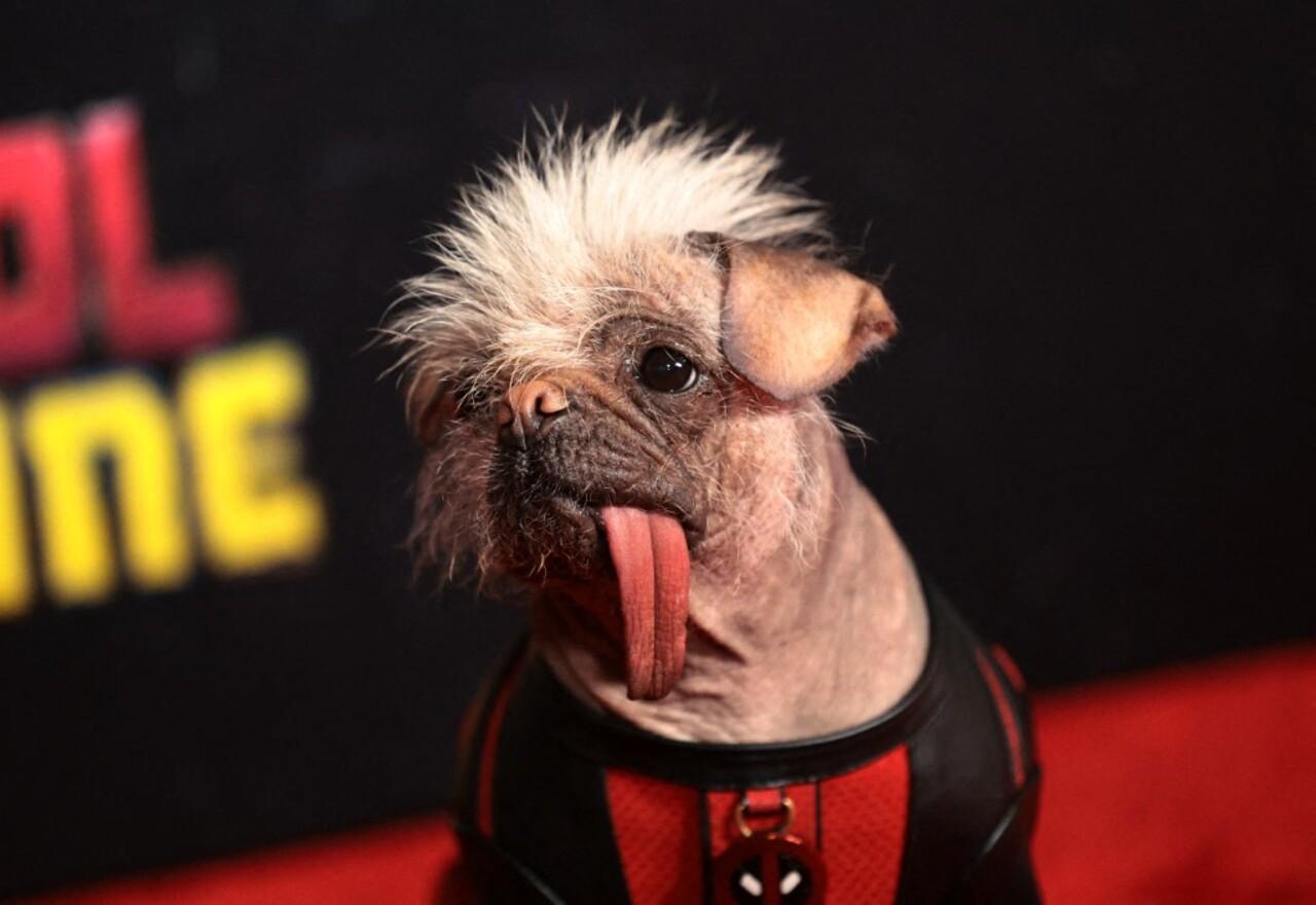 Peggy the dog also earned the spotlight on the red carpet and stole hearts. 
