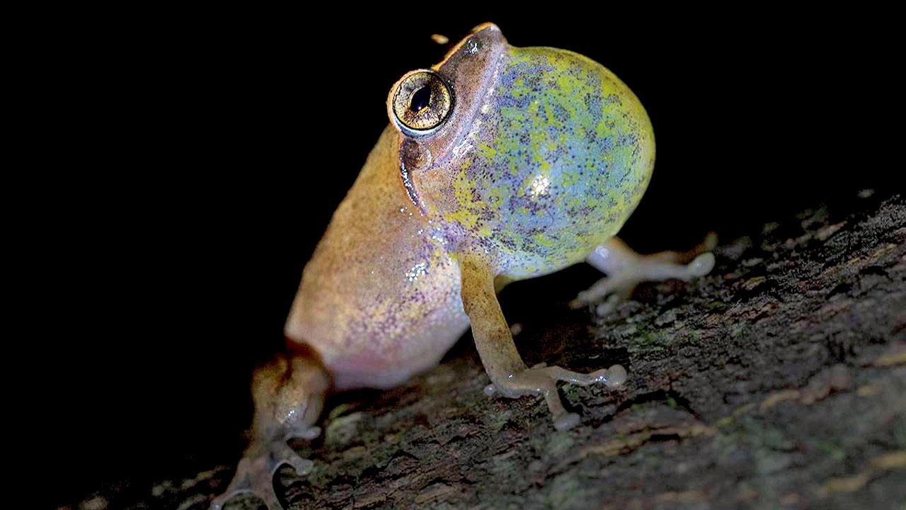 Amboli bush frog