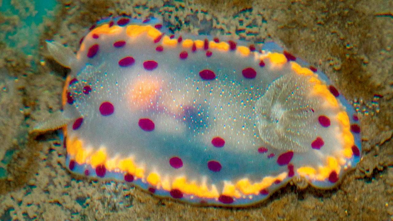 Bombay dorid and triple margined dorid were among the species collated in the database. Pics Courtesy/Shaunak Modi