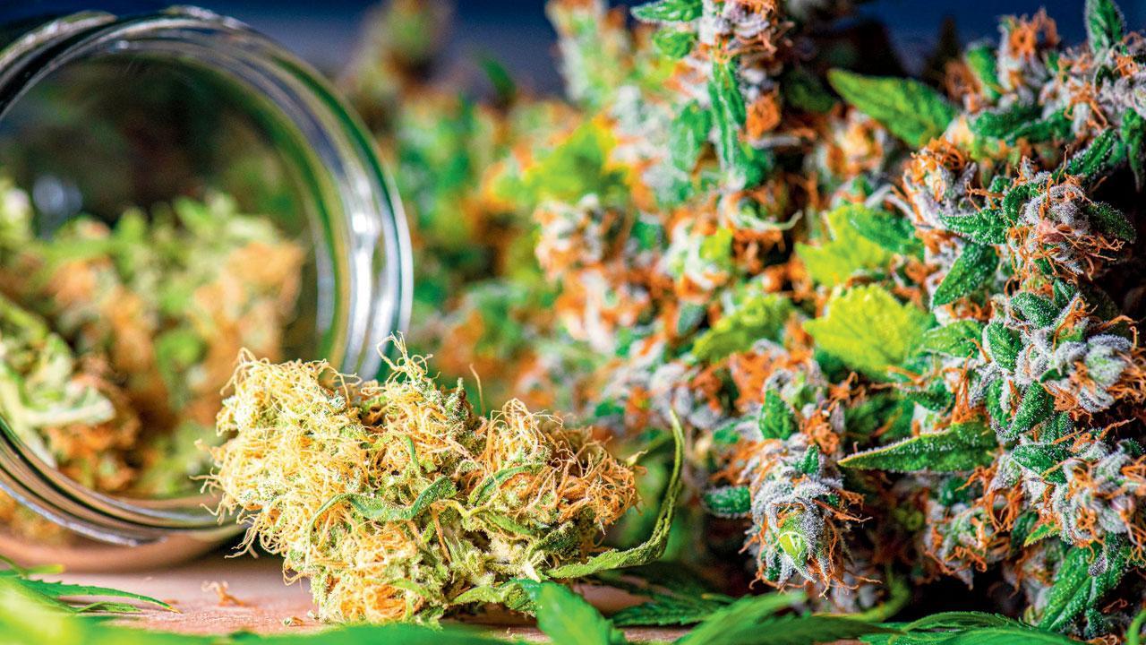 Mumbai: NCB nabs man who was absconding for five years after drug bust