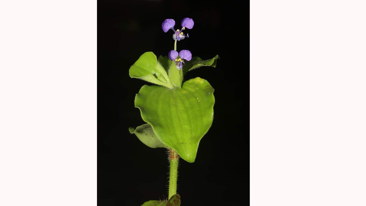 The Commelina badamica and its habitat