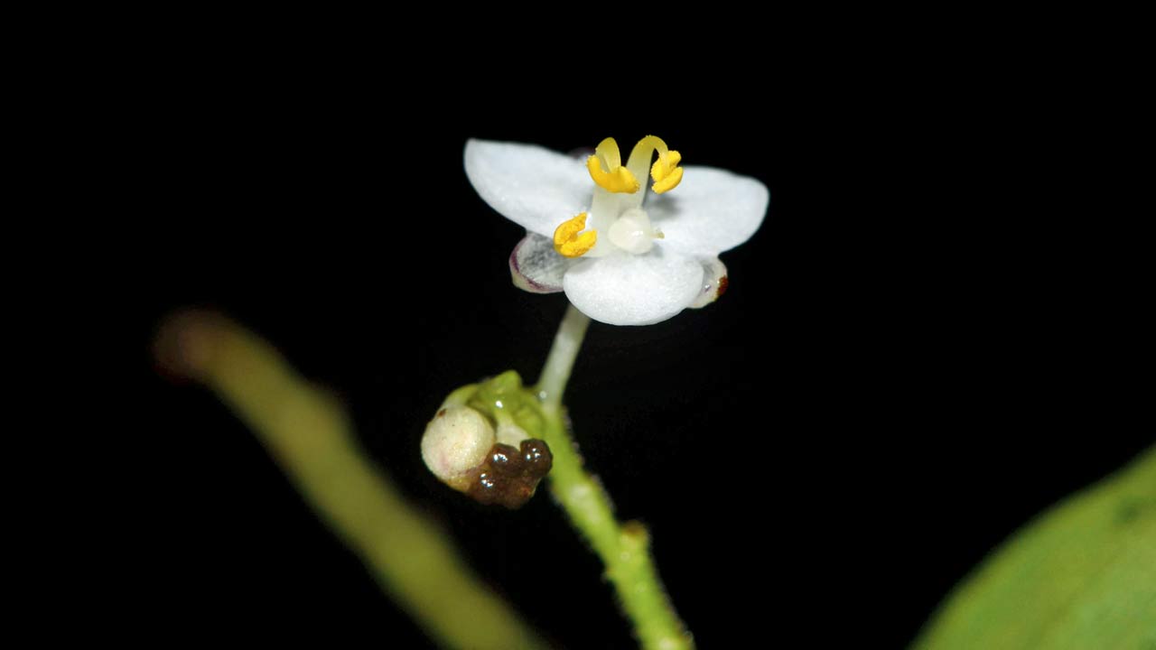 Dictyospermum ovatum