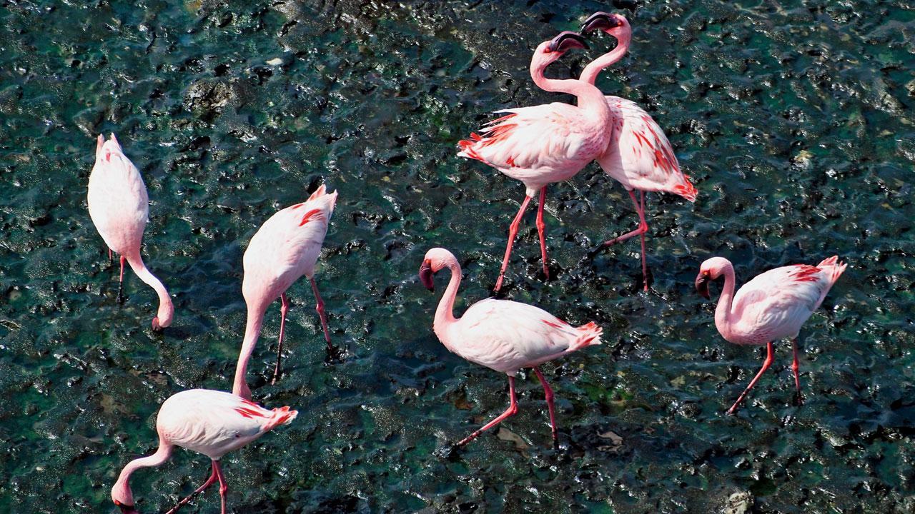Navi Mumbai: Flamingos now face danger from drones