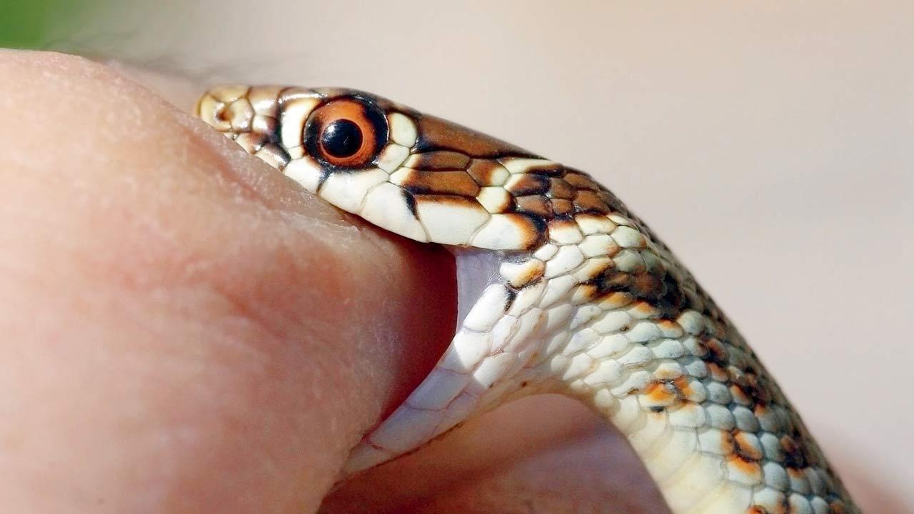 Maharashtra: Insurance firm told to pay Rs 2.72 lakh for snake bite death