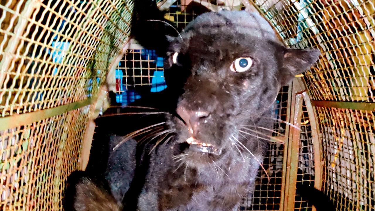Maharashtra: Black panther rescued in Ratnagiri
