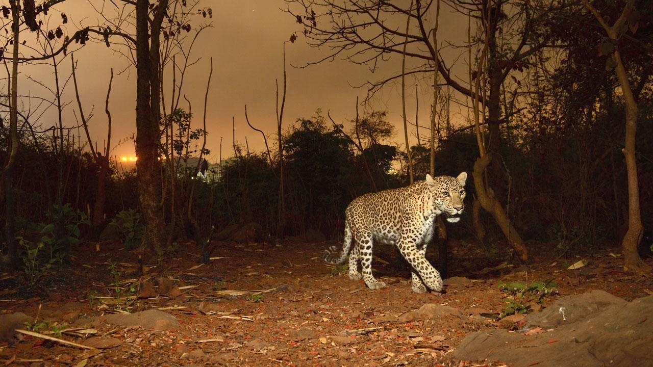 Mumbai: Leopards and deer to help find truth about SGNP twin tunnels