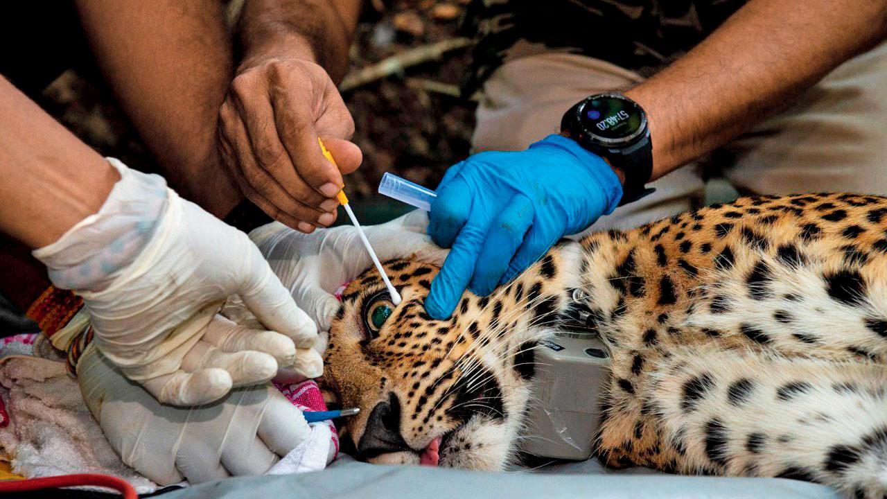 A leopard being fitted with a radio collar. PIC/NAYAN KHANOLKAR
