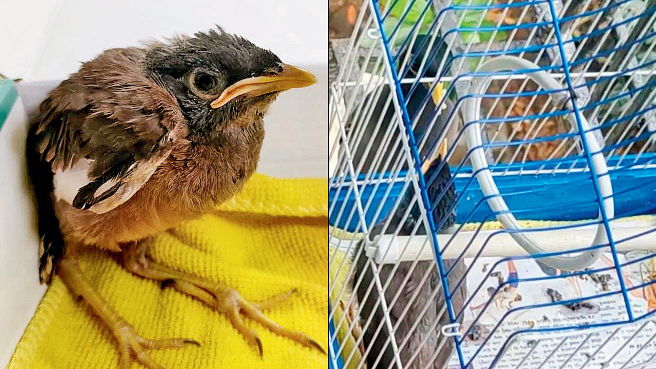 (Left) The rescued myna; (right) the parent myna meets her child
