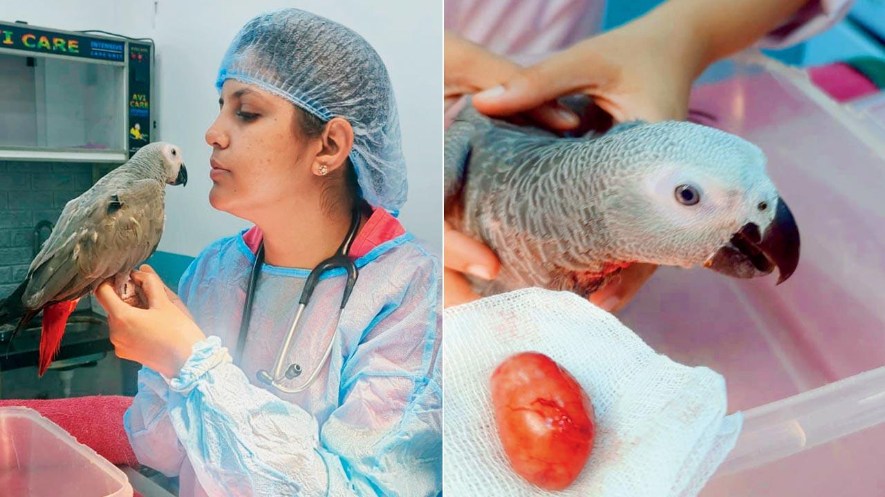 Dr Rina Dev with Shiva, an African grey parrot who underwent surgery at her Bandra clinic for removal of a life-threatening lump in his neck; a 33g mass the size of a baby potato was extracted from the 415 g exotic pet