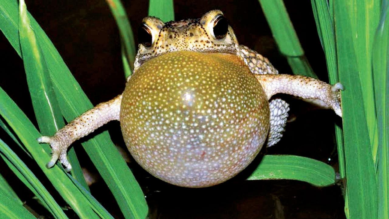 Schneider’s dwarf toad is featured on the cover. Pic Courtesy/Seshadri KS