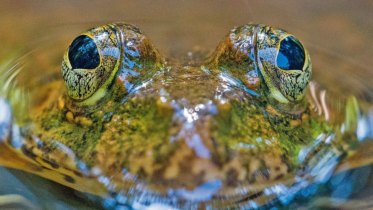 Skittering frog. PICS COURTESY/Pranav Bagwe; Nikhil Bhopale